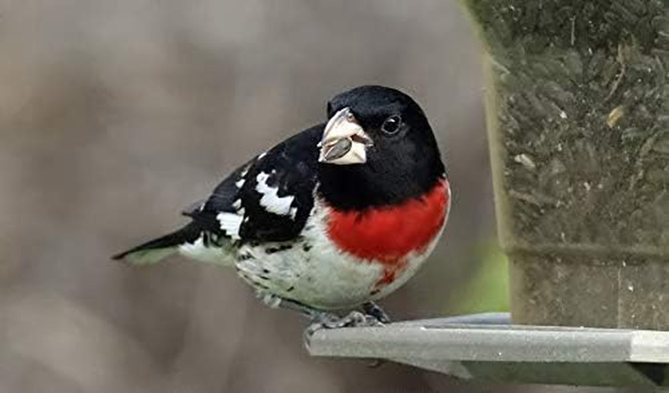 Black Oil Sunflower Seeds for Birds - Premium Bird Seed Mix, Ideal for Chickens & Wild Birds, Bird Sunflower Seed (10Lbs)
