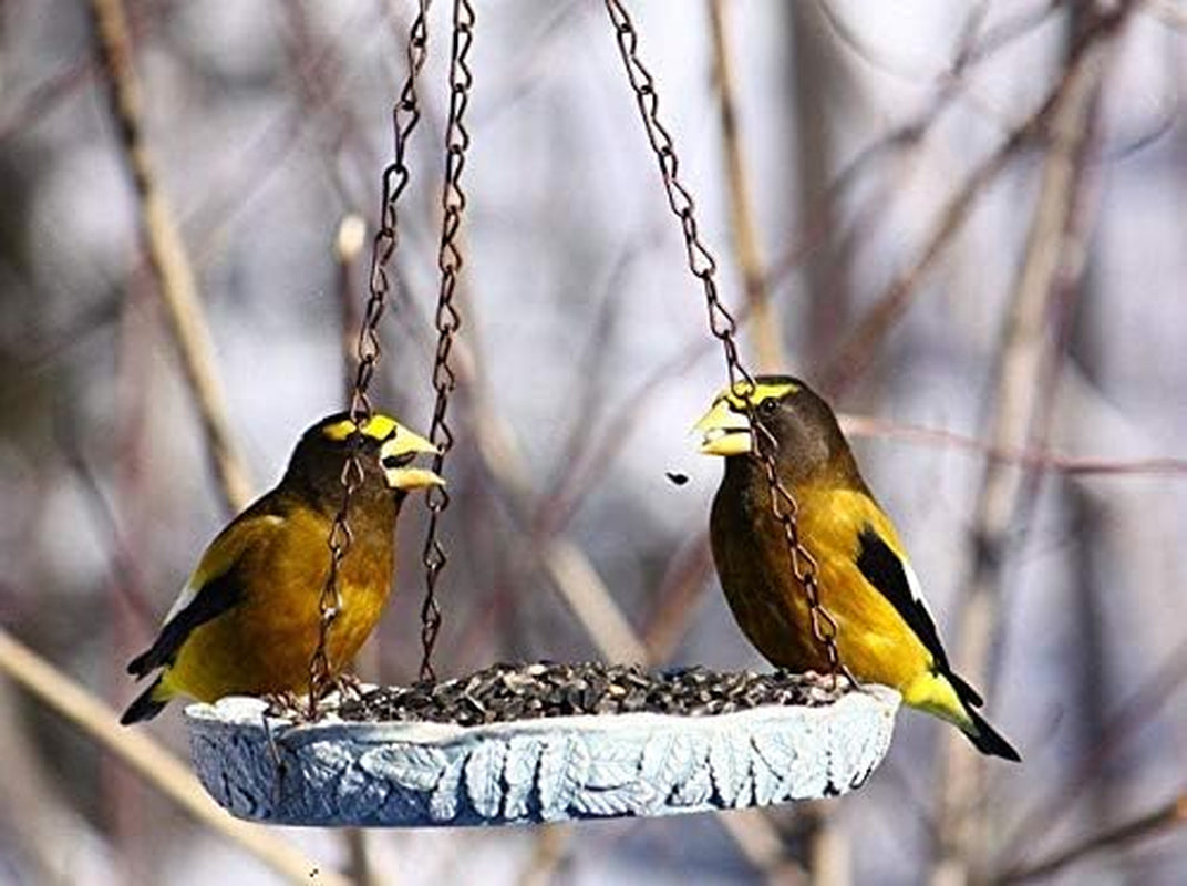 Black Oil Sunflower Seeds for Birds - Premium Bird Seed Mix, Ideal for Chickens & Wild Birds, Bird Sunflower Seed (10Lbs)