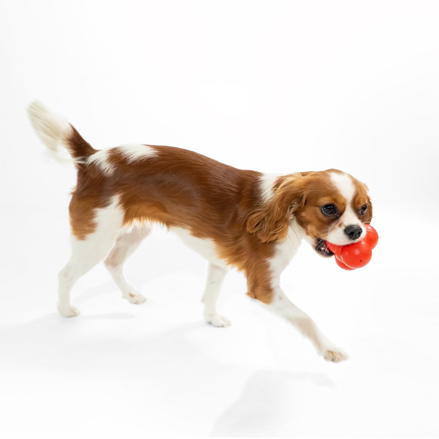 Dog Toys | Squeaky Bounce Ball, Beef Scented Chew Toy - Jumbo