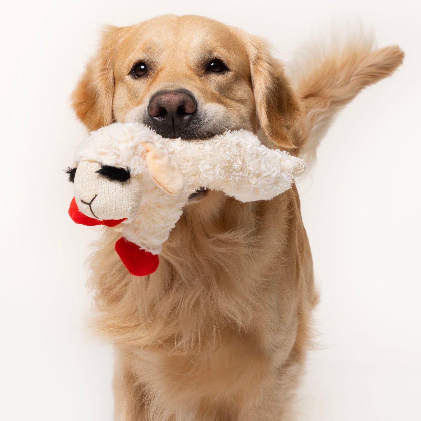 Plush Lamb Chop Squeaky Dog Toy, White with Red Paws, 10.5"