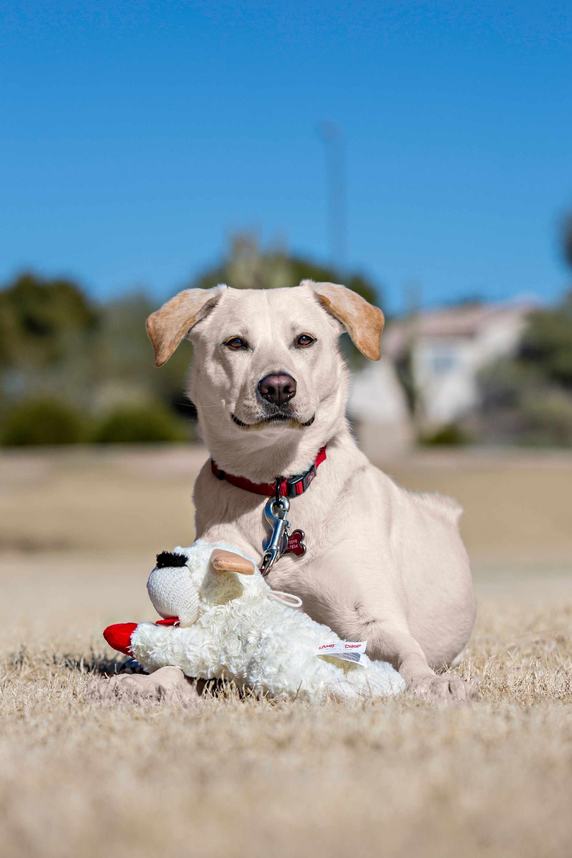 Plush Lamb Chop Squeaky Dog Toy, White with Red Paws, 10.5"