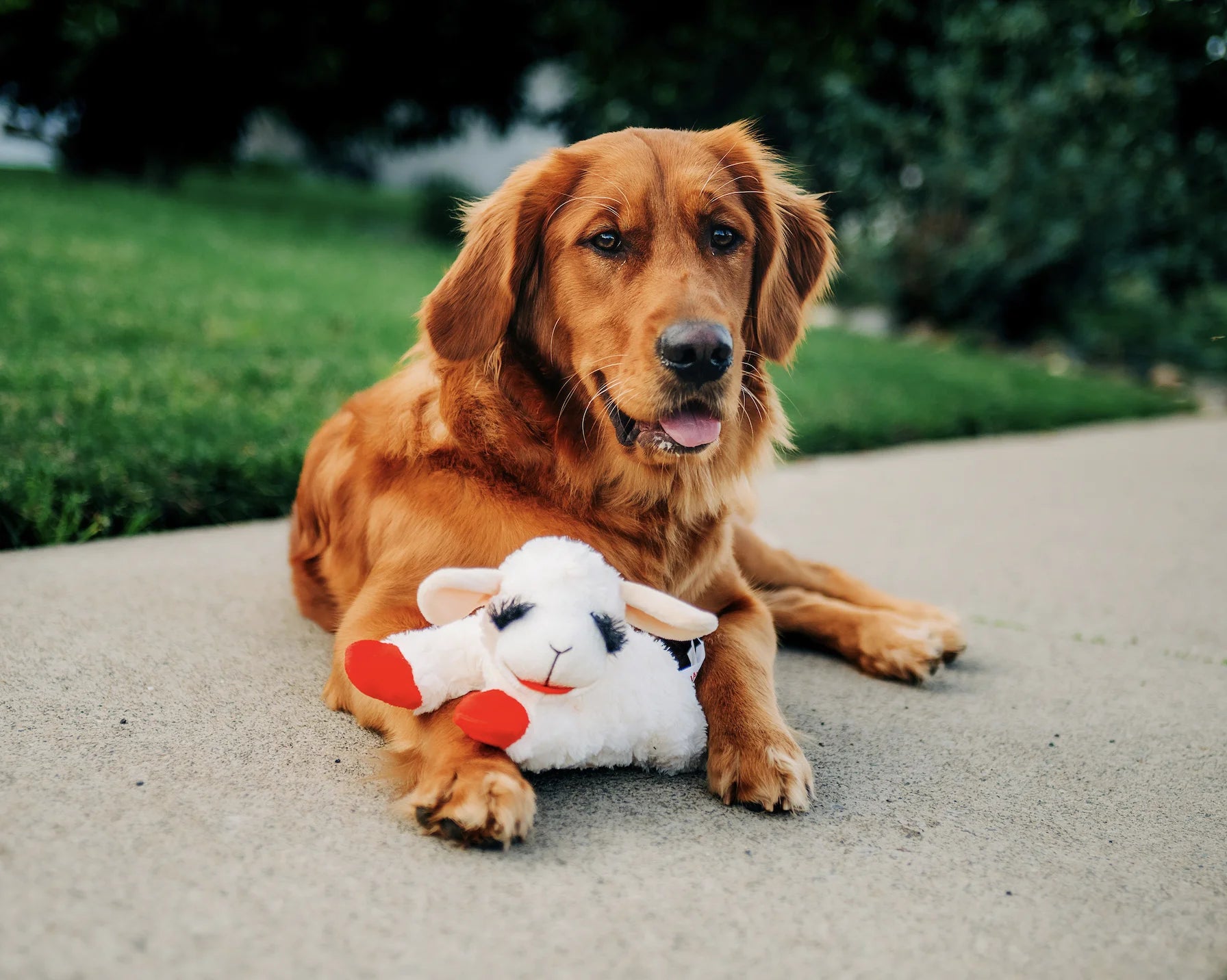 Plush Lamb Chop Squeaky Dog Toy, White with Red Paws, 10.5"