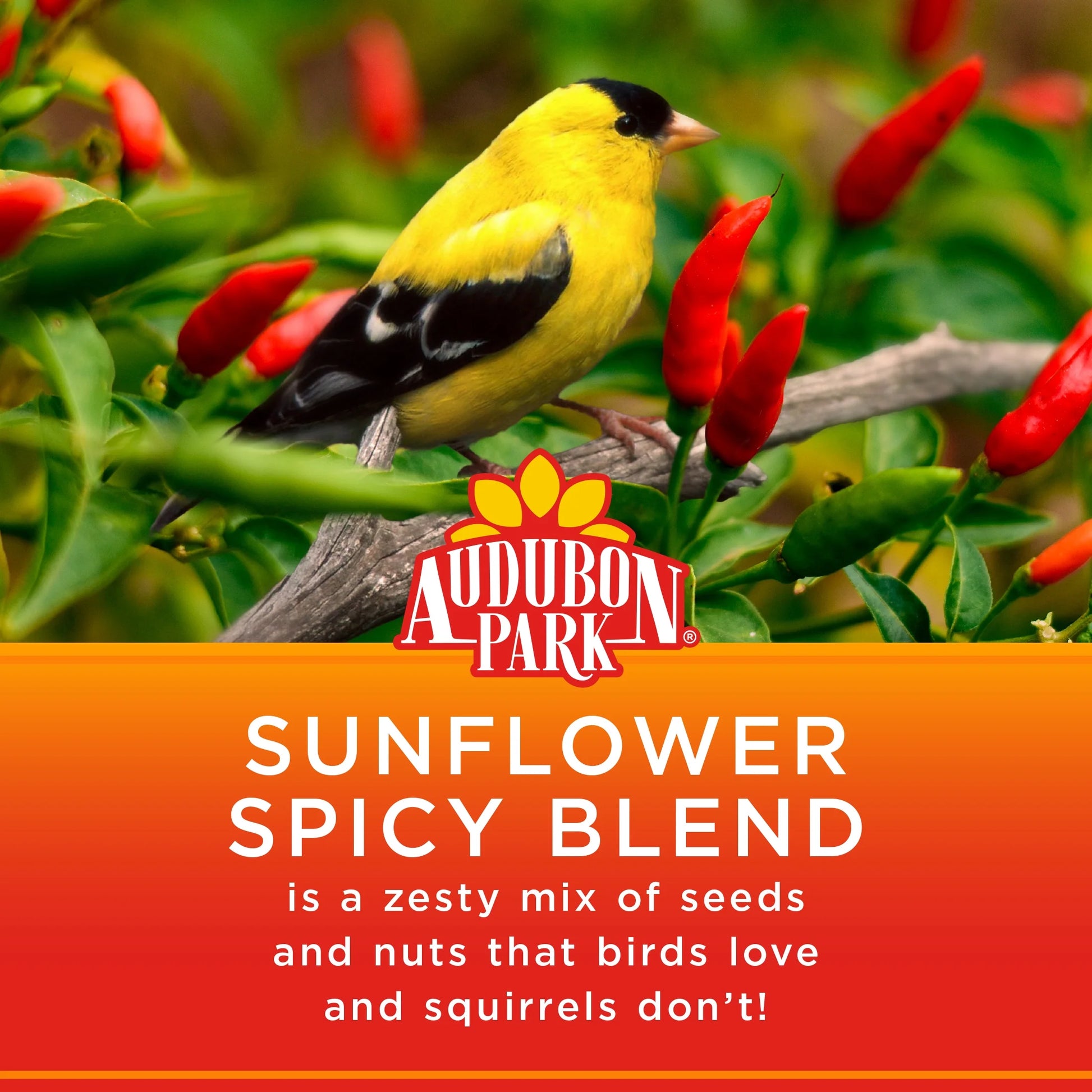 (5 Pack)  Sunflower Spicy Blend Wild Bird Food, Dry, 1 Count per Pack, 5 Lb. Bag