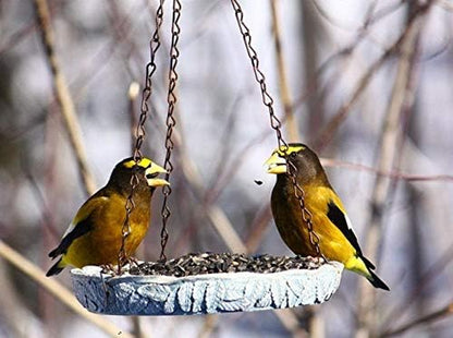 Black Oil Sunflower Seeds for Birds - Premium Bird Seed Mix, Ideal for Chickens & Wild Birds, Bird Sunflower Seed (10Lbs)